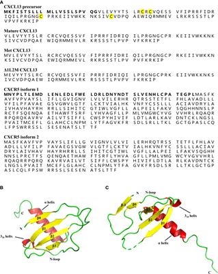 Corrigendum: Role of the CXCL13/CXCR5 axis in autoimmune diseases